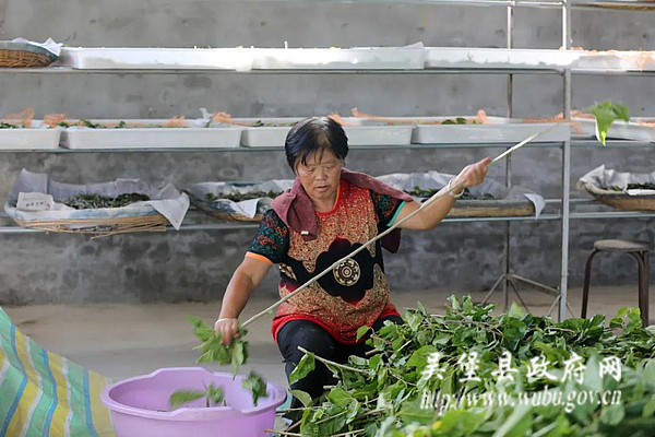 吴堡：做大蚕桑产业“块头” 助推乡村振兴发展
